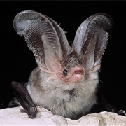 Sardinian Long-Eared Bat