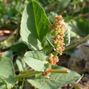 Devil's Thorn (Rumex Spinosus)