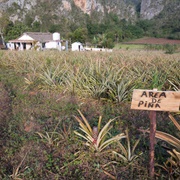 Pineapple Field