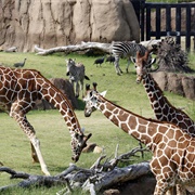 Dallas Zoo, Texas, USA