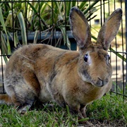 Rex Rabbit