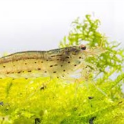 Amano Shrimp