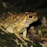 Asian Toad