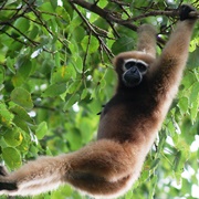 Hoolock Gibbon