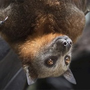 Vanuatu Flying Fox