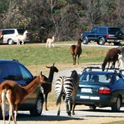 Visited a Drive-Through Zoo