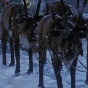 Reindeer