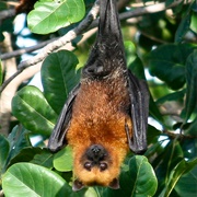 Seychelles Fruit Bat