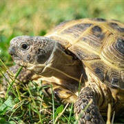 Russian Tortoise