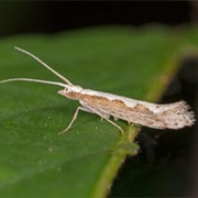 Diamondback Moth
