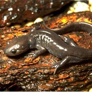Jefferson Salamander