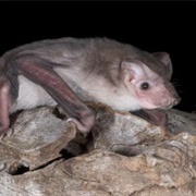 Beccari's Free-Tailed Bat