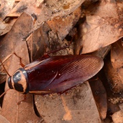 Australian Cockroach