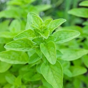 Marjoram
