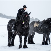 Horse Riding in the Snow