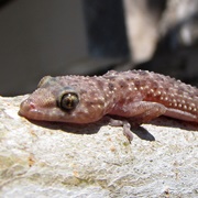 Mediterranean Gecko