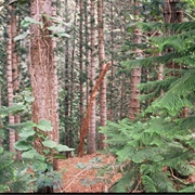 Keaʻiwa Heiau State Recreation Area