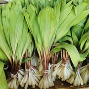 Wild Leek (Allium Ampeloprasum)