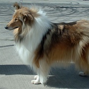 Collie