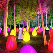 Teamlab Acorn Forest, Saitama