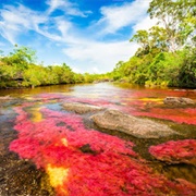 Caño Cristales