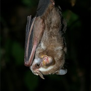 Striped Yellow-Eared Bat