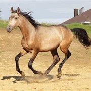 Dun Horse