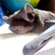 Wagner's Bonneted Bat
