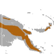 Mountain Tube-Nosed Bat
