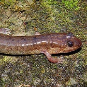 Spotted Dusky Salamander