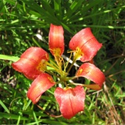 Beker - Wingate Creek