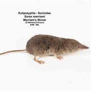 Merriam's Shrew