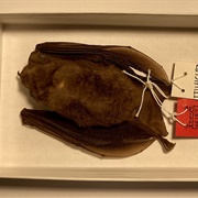 Benkeith's Short-Tailed Bat