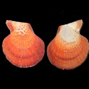 Scaly / Sentis Scallop