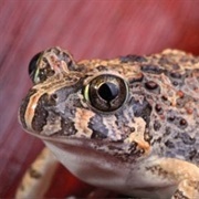 Burrowing Frog