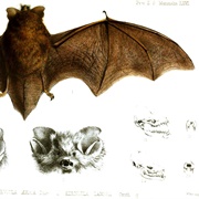 Dubious Trumpet-Eared Bat