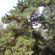 Manchurian Red Pine (Pinus Tabuliformis)