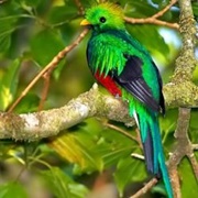 Biotopo Del Quetzal, Guatemala