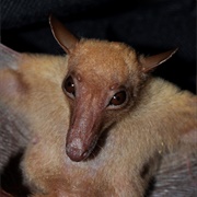 Long-Tongued Fruit Bat