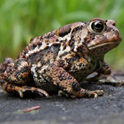 American Toad