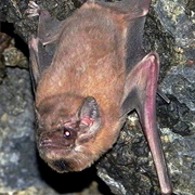 Black-Bearded Tomb Bat