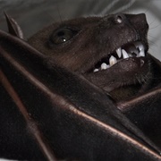 Indonesian Short-Nosed Fruit Bat