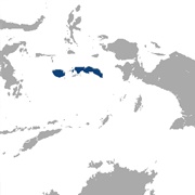 Lesser Tube-Nosed Bat