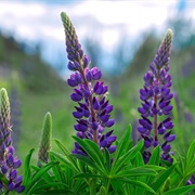 Lupine Protein