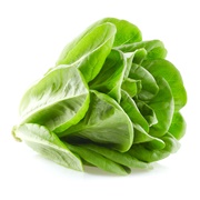 Butterhead Lettuce