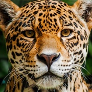 Indio Maíz Biological Reserve, Nicaragua