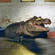 Alligator (Alligator, 1980)