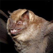 Fringed Fruit-Eating Bat