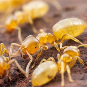 Yellow Ant