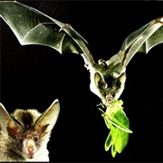 Waterhouse's Leaf-Nosed Bat